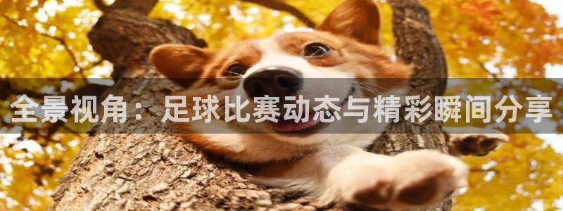  全景视角：足球比赛动态与精彩瞬间分享