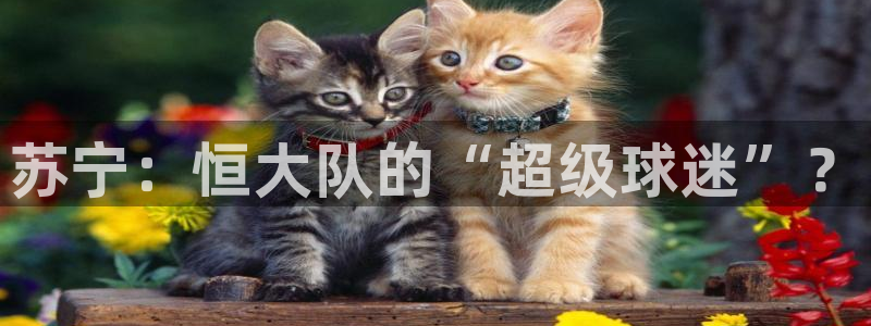  苏宁：恒大队的“超级球迷”？